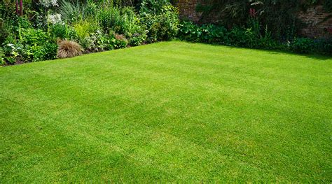 The Irid Lawn: Where Magic Meets Outdoor Beauty